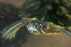Turtle swims gracefully in clear water amid soft green vegetation during a tranquil day in nature photo