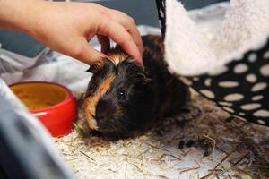 Guinea pig enjoys gentle petting in cozy indoor habitat during afternoon playtime photo