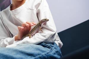 Child interacts with a leopard gecko indoors while dressed casually in a cozy setting photo