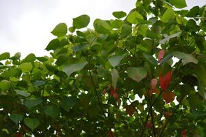Bleeding Heart Tree close up with vivid green red leaves in tropical light. Perfect for eco, botanical, and reforestation themes. Natural, serene, and vibrant. photo