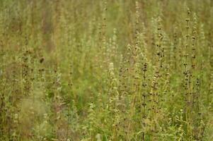 Wild Meadow with Tall Flowering Stalks and Natural Green Background photo