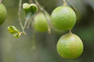 Close Up of Fresh Green Limes Hanging on a Tree Branch in Natural Garden Setting photo