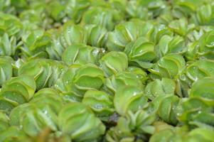 Close up of Salvinia molesta featuring rich green hues and intricate textures. Perfect for illustrating aquatic ecosystems, biodiversity, and conservation efforts. photo