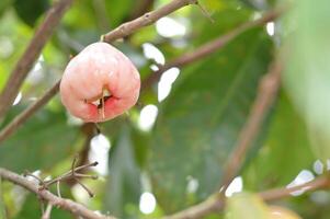 Close up of a ripe pink rose apple Syzygium samarangense on a tree branch with green bokeh. Dew kissed, vibrant, and fresh. Perfect for tropical fruit, farm, or botanical themes. photo