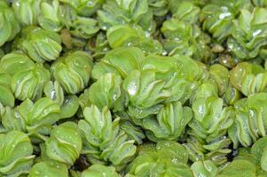 High resolution close up of Salvinia molesta with lush textures and water droplets, perfect for biodiversity, wetland ecology, and conservation themes. photo