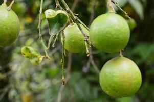 Macro shot of two unripe green limes on a tree branch in a tropical garden, with smooth skin and soft focus green background under natural light. photo