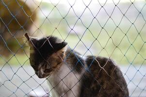 Close up of a domestic cat behind a protective net, looking down with a sad expression. Ideal for pet care, rescue themes, emotional storytelling, and animal welfare campaigns. photo