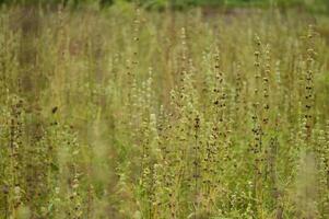 Serene wild meadow with flowering buds in soft light. Perfect for biodiversity, herbal landscapes, editorial use, backgrounds, and eco-themed designs. photo