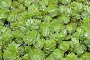 Detailed macro shot of giant salvinia, showcasing vibrant green leaves and sparkling water drops. Ideal for environmental, botanical, and ecological projects. photo