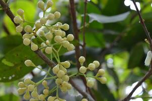 Close up of Syzygium aqueum flower buds on a tropical branch. Creamy clusters ready to bloom, perfect for botanical, educational, or tropical agriculture visuals photo