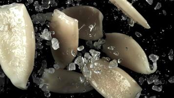 Squid fly up and fall down. Filmed on a high-speed camera at 1000 fps. High quality FullHD footage video