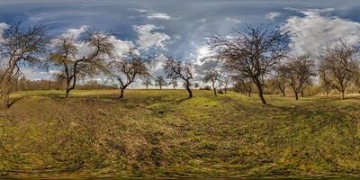360 hdri in apple garden orchard with clumsy and gnarled branches in equirectangular seamless spherical projection photo