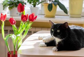 Black and white cat lying on a wooden table beside a vase of tulips in sunlight. photo