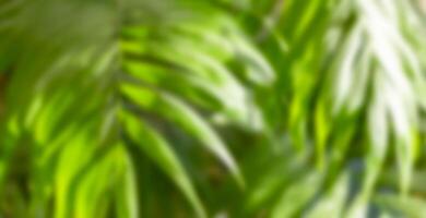 Blurred green palm leaves as background for projects on plant based living, spa visuals, green tech. photo