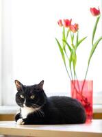 Black and white cat lying beside red vase with tulips on sunlit table nhear window. Copy space. photo