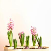 Several hyacinths at different stages of blooming lined up against neutral background. Copy space. photo