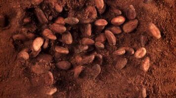 Cocoa beans fall on cocoa powder. Filmed on a high-speed camera at 1000 fps. High quality FullHD footage video