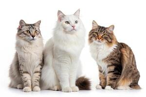 Cat Group of Three Images photo