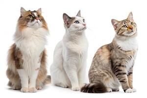 Three Cat Graphics with White Background photo