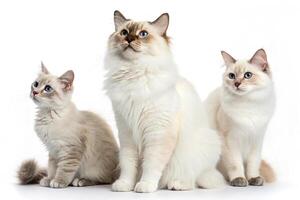 Minimal Cat Trio Photos