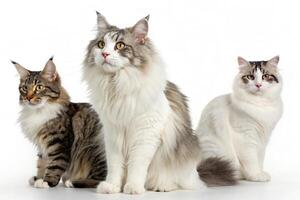 Cat Trio Visuals with White Background photo