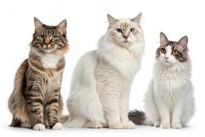 Minimalist Cat Trio Image Set photo