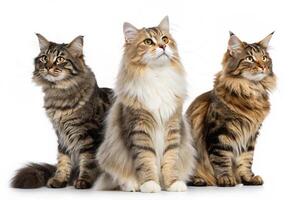 Cat Image Collection of Three photo