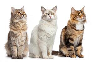 Cat Trio Image Pack with White Background photo