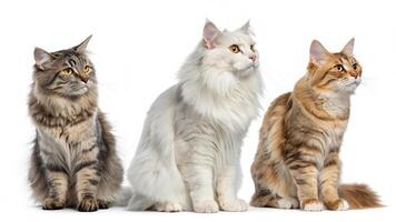 Three Cat Set with White Background photo