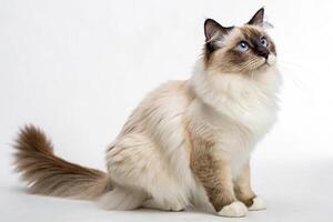 White Background Cat Set of Three photo