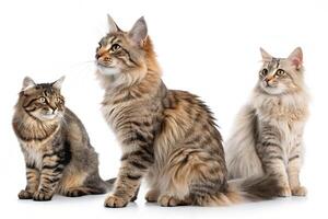 Three Cats in Minimalist Style photo