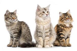 Three Cats Displayed on White photo