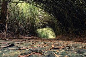 Beautiful path with a tunnel of Bambu. In the Jardim Botanic Garden in Sao Paulo. photo
