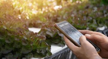 Farmer using smart foam in vegetable plot with smart farming interface icon and sunset flare effect. Smart and new technology for agriculture business concept. photo
