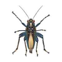 Detailed illustration of a colorful grasshopper displaying intricate patterns and features found in nature's design png