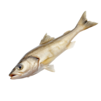 Freshly caught fish displayed on a clean surface in a seafood market showcasing its natural texture and features png