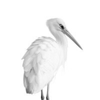 Elegant white heron standing gracefully in profile against a plain background png