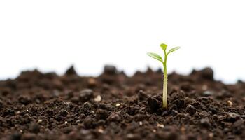 A Tiny Sprout Emerging from Rich Soil A Symbol of New Beginnings and Growth photo