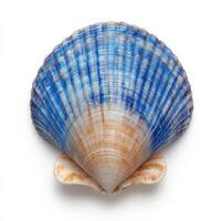 Stunning Blue and Cream Seashell, A Masterpiece of Nature's Art photo