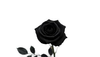 Elegantly Dark A Single Black Rose against a White Background photo