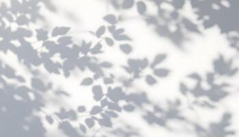Serene Shadows An ethereal display of leaf shadows on a bright surface photo
