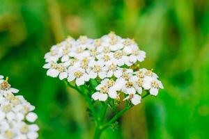 Bright white flowers bloom vibrantly in the lush green meadow during a sunny afternoon photo