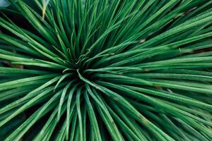 Agave angustifolia with long slender leaves in a close-up view during daylight hours photo