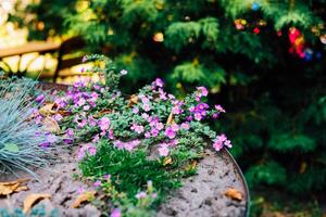 Colorful flowers bloom on a garden table amidst vibrant greenery in sunny daylight photo