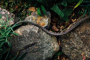 cactus resembles a snake among rocks and plants in a vibrant natural setting during daylight hours photo