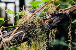 Natural vegetation spreads across a weathered branch in a lush environment during daylight hours photo