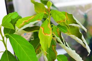 Leaves displaying unusual yellowing and curling in a close-up urban garden setting photo