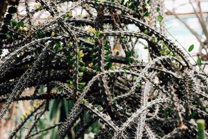 Unique cactus with spiny branches and small green leaves in a botanical garden setting photo