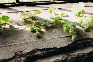 Hops vines resting on an old stone surface in a sunlit indoor setting during the afternoon photo