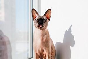 Sphynx cat shows tongue lounging by window in bright light with playful expression and shadow photo
